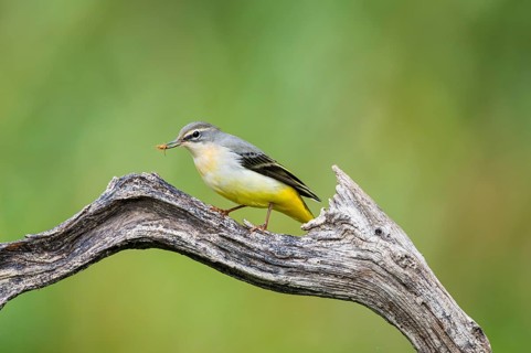 Grey Wagtail (Motacilla cinerea) sitting on a branch, wildlife, Germany