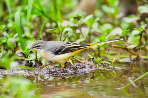 Grey Wagtail (Motacilla cinerea) hunting at a little lake in a swamp, wildlife, Germany