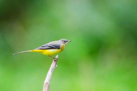Grey Wagtail (Motacilla cinerea) sitting on a branch, wildlife, Germany