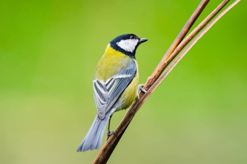 Great tit (Parus major) sitting on stem of a reed at a swamp, Bavaria, Germany