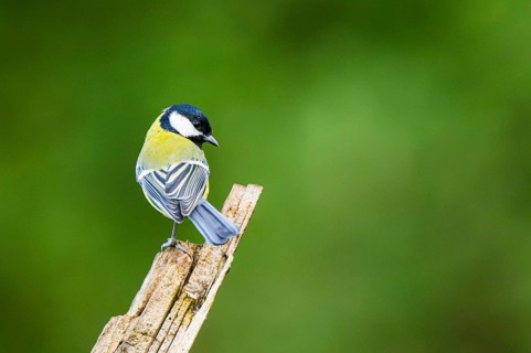 Great tit (Parus major) sitting on an old wrotten tree trunk at a swamp, Bavaria, Germany