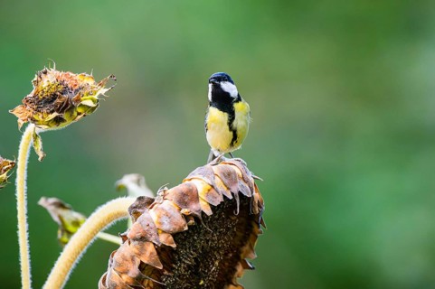 Great tit (Parus major) sitting on an old sunflower blossom with seeds inside, Bavaria, Germany