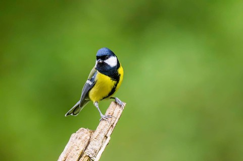 Great tit (Parus major) sitting on an old wrotten tree trunk at a swamp, Bavaria, Germany