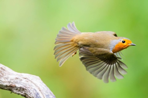 European robin (Erithacus rubecula) sitting on an old wooden branch, Bavaria, Germany