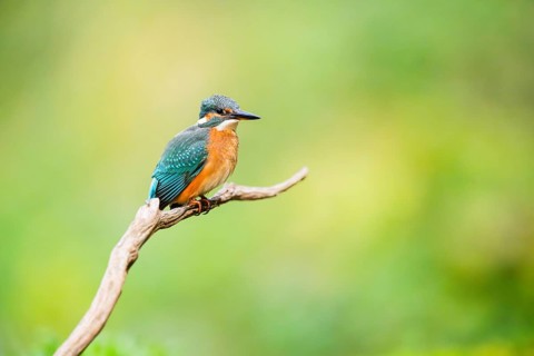 Common kingfisher (Alcedo atthis) sitting on an old wooden branch in late summer, wildife, Bavaria,