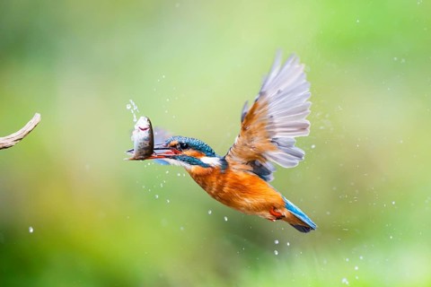 Common kingfisher (Alcedo atthis) flying out of the water with a fresh cought fish in his beak in