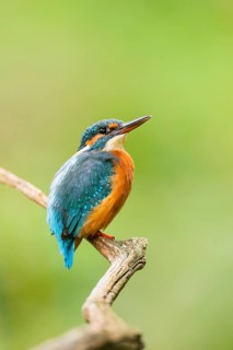 Common kingfisher (Alcedo atthis) sitting on an old wooden branch in late summer, wildife, Bavaria,