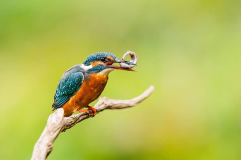 Common kingfisher (Alcedo atthis) sitting on an old wooden branch eating his fresh cought fish in