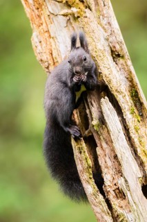 Red squirrel (Sciurus vulgaris) sitting on an old wrotten tree trunk in a forest, Bavaria, Gernany