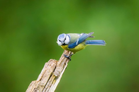 Eurasian blue tit (Cyanistes caeruleus) sitting on an old wrotten tree trunk at a swamp, Bavaria,