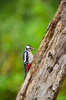 Great spotted woodpecker (Dendrocopos major) sitting on an old wrotten tree trunk in late summer,