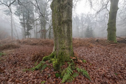 Old beech forest (Fagus sylvatica) in the fog, Emsland, Lower Saxony, Germany