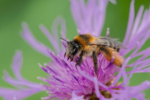 Brown-rumped trouser bee (Dasypoda hirtipes) on knapweed flower, Lower Saxony, Germany
