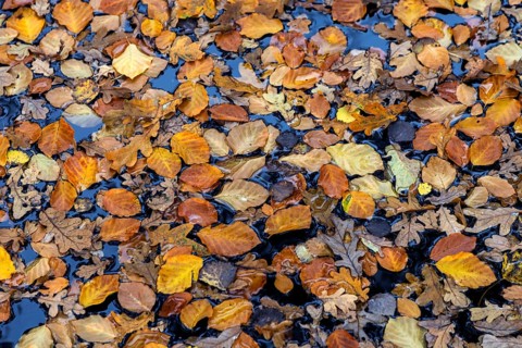 Autumn leaves, autumn-colored leaves floating on moor water, Osterwald, Zingst,