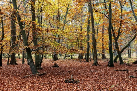 Autumn forest, autumn-colored trees, Osterwald, Zingst, Fischland-Darß-Zingst, Western Pomerania