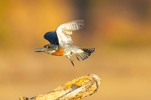 Giant kingfisher (Alcedo atthis) Zambia August