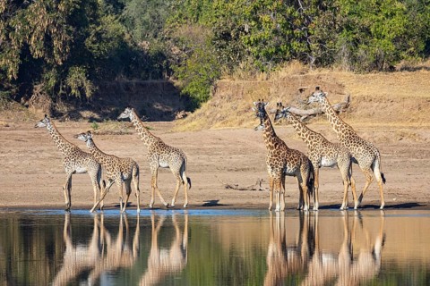 Thornicroft's Giraffe (Giraffa camelopardalis thornicrofti) Luangwa River Zambia August