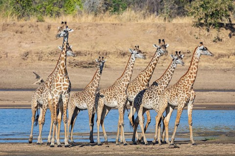 Thornicroft's Giraffe (Giraffa camelopardalis thornicrofti) crossing Luangwa River Zambia August