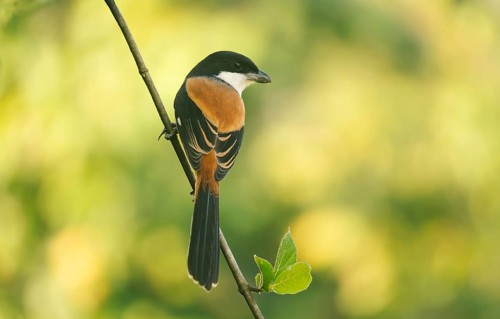A long-tailed shrike or rufous-backed shrike (Lanius schach) sits on a tree branch, Sreepur,