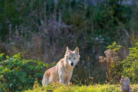 A timber wolf (Canis lupus lycaon) stands on a sunny day on its lookout in a clearing. NE USA