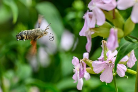 A dove tail (Macroglossum stellatarum) flies near pink flowers of soapwort (Saponaria officinalis)
