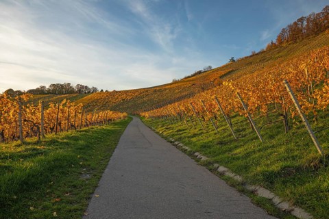 The vineyards in the Remstal near Korb in the Rems-Murr district show all their colors in autumn.