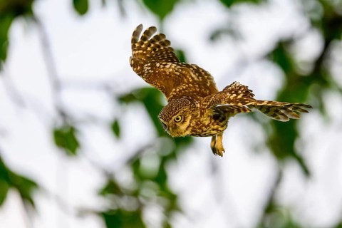 Little owl (Athene noctua), endangered species, owl, flying, Teutoburg Forest, Osnabrücker Land,