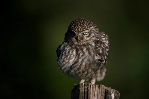 Little owl (Athene noctua) on fence post, fluffed up up, Teutoburg Forest, Osnabrücker Land, Lower