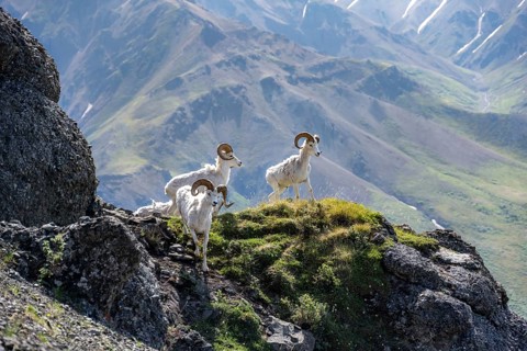 Dall sheep or Alaskan snow sheep (Ovis dalli) on a rocky outcrop in the mountains, Denali National