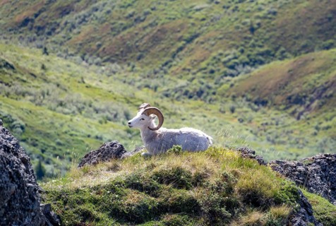 Dall sheep or Alaskan snow sheep (Ovis dalli) sitting on a rocky outcrop in the mountains, Denali