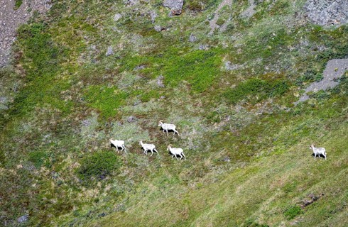 Dall sheep or Alaskan snow sheep (Ovis dalli) in a meadow in the mountains, Denali National Park