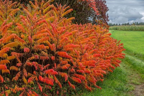 Vinegar trees (Rhus typhina) in their autumn colours, Franconia, Bavaria, Germany