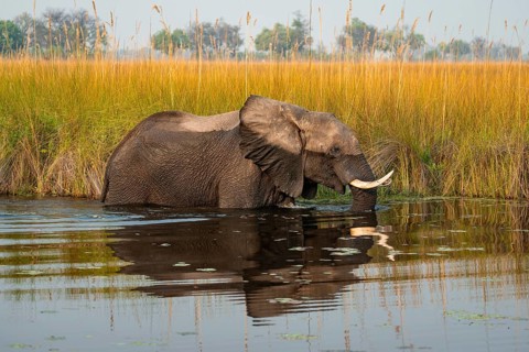 African elephant (Loxodonta africana) in the swamp, Xakanaxa Lagoon, Okavango Delta, Moremi Game