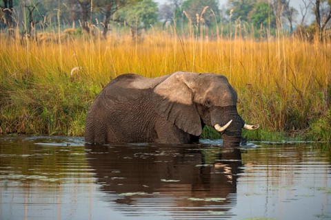 African elephant (Loxodonta africana) grazing in the swamp, Xakanaxa Lagoon, Okavango Delta, Moremi