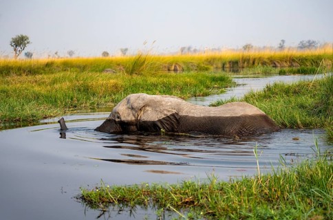 African elephant (Loxodonta africana) swimming in the swamp, Xakanaxa Lagoon, Okavango Delta,