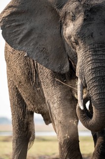 Detail, Animal portrait, African elephant (Loxodonta africana), Ihaha, Chobe National Park,