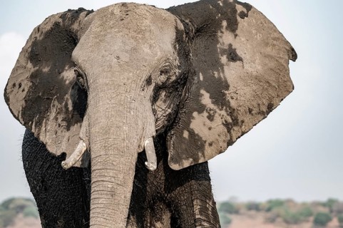 Detail, Animal portrait, African elephant (Loxodonta africana), Ihaha, Chobe National Park,