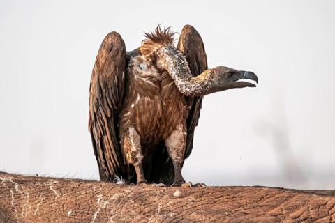 White-backed vulture (Gyps africanus), vulture feeding on the carcass of an elephant, Ihaha, Chobe