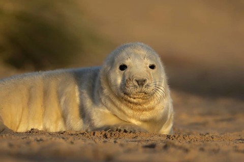 Grey seal (Halichoerus grypus) juvenile baby pup animal resting on a sand dune by a beach in