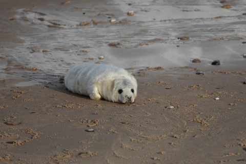 Grey seal (Halichoerus grypus) juvenile baby pup animal resting on a sandy beach in winter,