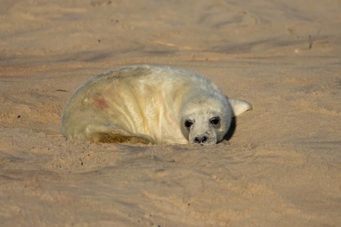 Grey seal (Halichoerus grypus) juvenile baby pup animal resting on a sandy beach in winter,