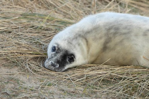 Grey seal (Halichoerus grypus) juvenile baby pup animal resting in a sand dune by a beach in