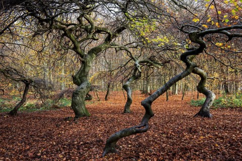 Süntelbuchen (Fagus sylvatica), cripple beeches, Hexenwald, Semper Forest Park, near Lietzow,