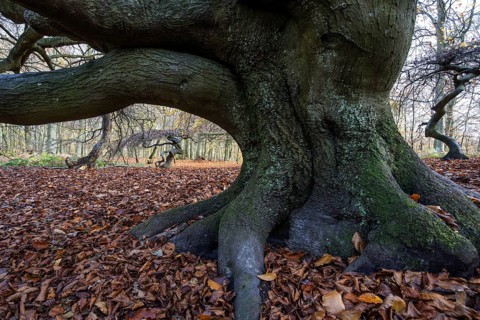 Süntelbuchen (Fagus sylvatica), cripple beeches, Hexenwald, Semper Forest Park, near Lietzow,