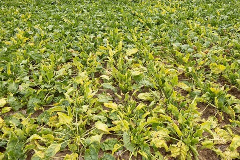 Sugar beet (Beta vulgaris) crop plants in a farm field infected with virus yellows plant pathogen,