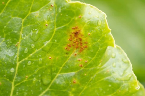 Sugar beet (Beta vulgaris) leaf with Rust (Uromyces betae) fungal plant pathogen disease, England,