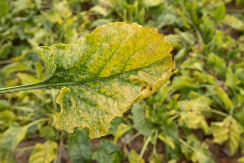 Sugar beet (Beta vulgaris) crop plant leaf in a farm field infected with virus yellows plant