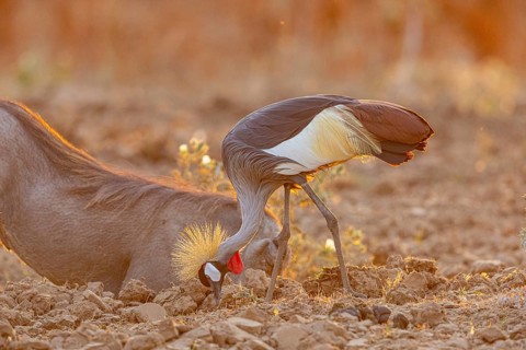 Crowned Crane (Balearica regulorum) and Worthog searching food South Luangwa NP Zambia August