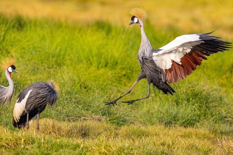 Crowned Crane (Balearica regulorum) courtship behavier South Luangwa NP Zambia August