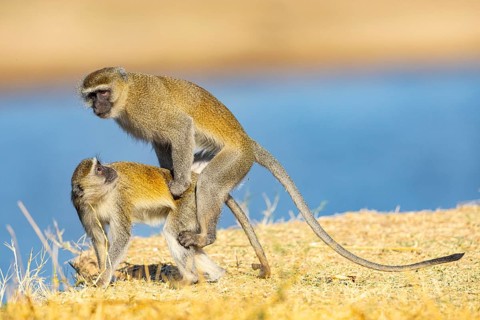 Vervet Monkey (Cercopithecus aethiops) mating South Luangwa NP Zambia August